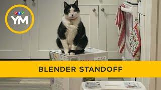 Hilarious cat-owner blender standoff goes viral on social media | Your Morning