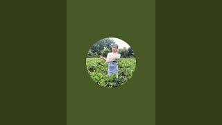 ĐẶC SẢN TRÀ TÂN CƯƠNG THÁI NGUYÊN 0372094157 || TRÀ THANH MAI
