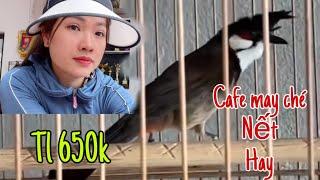 Thanh Lý 800k / Chim Cafe Nết Chơi Cực Tàn Sát / Bổi Tuyển Chọn Phí Siêu Mềm Cho Ae