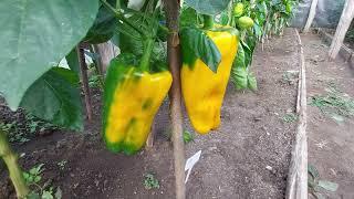 Самый крупноплодный и сладкий перец Обзор