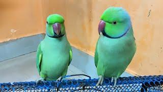 Masti Of Two Indian Talking Ringneck Parrot