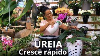 Como usar ureia, para as orquídeas crescerem rápido?