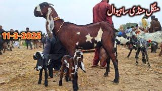 TOP CLASS NAGRA GOAT WITH KIDS NEW UPDATE SAHIWAL BAKRA MANDI TODAY