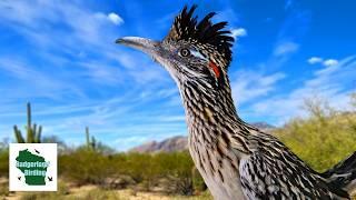 Greater Roadrunner Secrets EXPOSED!