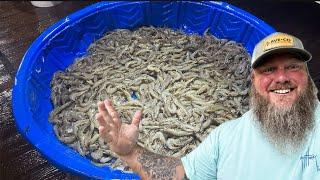 The Secret to Catching Shrimp off this Dock! We catch 1000’s!!! {Catch Clean Cook}