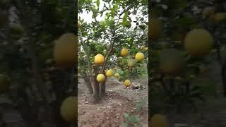 Vua Giống Bưởi Diễn Phú Diễn- Minh Khai: 096.239.2038