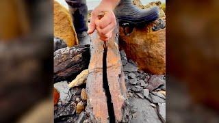We Dug Into Jurassic Sediment… and Found RARE Fossils Like Never Before!