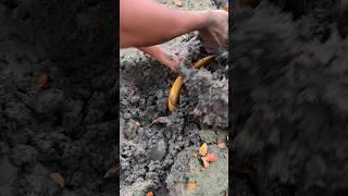 Amazing Yellow Eel Fish Hunting Video #eelfishing #shorts #plzshear #foryou #fyp #reels
