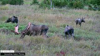 This Bull Moose Is Over 70 Inches Wide #moose