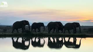 A Beautiful Elephant Sunset with Adine 