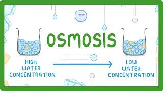 GCSE Biology - Osmosis