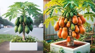 Great tips for growing super dwarf papaya plants in pots | how to grow papaya in pots