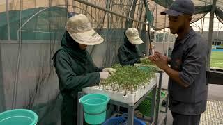 Processus production de plants maraîchers sous les normes internationales GSPP (Pépinière SUNPLANT)