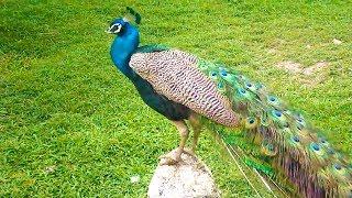 Peacock dance and peacock sound