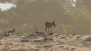 Bijzondere ontmoeting met wolf en wolvenwelpen (Veluwe)