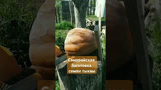 Тыквы дожившие до мая - достойны продолжить род! #дача #сад #тыква #семена #грядки #самурай #огород