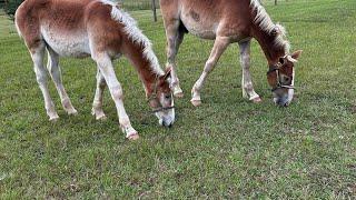 DRAFT HORSES // Belgian colt update, Hurricane relief efforts, Wagons for sale