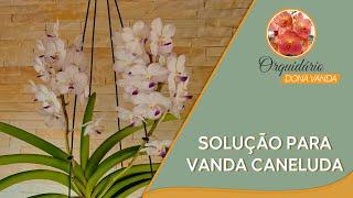 Solução para Vanda Caneluda | Orquidário Dona Vanda