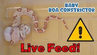 Baby Boa Constrictor | Live Feed | Eazy BlueThumb