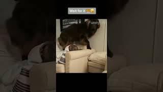 Part 321 _ Funny animals videos from TikTok! Try not to laugh! 