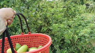 kebun abah is live cara shooting video