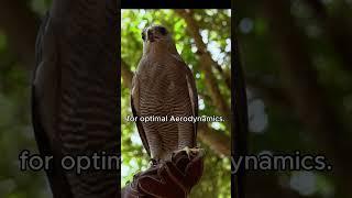 World's Fastest Animal #wildlife #birdfact #falcons