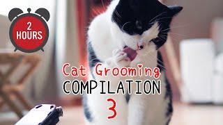 [TWO HOUR]  ASMR Cat Grooming Compilation Vol. 3 | Curry Sugar Meow