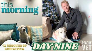 This Morning's Buddy has a training session with Dogs For Autism | DAY 9: 12 RESCUES OF CHRISTMAS