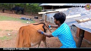 Gai sira // New santali comedy video 2024 // #viralvideo // #funnyvideo // Kochepiyo Production