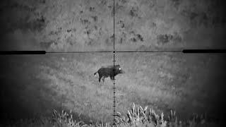 Noxar Lunar 1.0 x Noxar Magnar 3-18x56 WILD BOAR KEILER 160 meters Night Vision Hunting