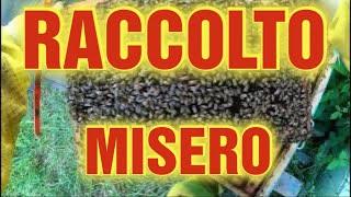 Apicoltura CD: Raccolto di acacia più basso di sempre! Mettiamo apiscampo e andiamo avanti!