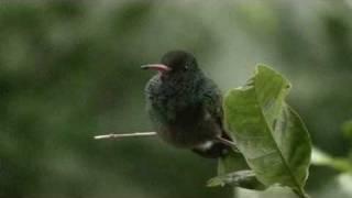 Birds of Belize - Hummingbirds