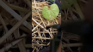 Trying a new fertilizer since we’re under a flood watch so I don’t want to water | Backyard Garden