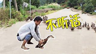 The duck is not obedient, and the guy intends to eat one a day.