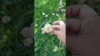 Грибы в Турции нашли меня 09.09.2024 г. Кемер Часть 2 #shorts #short #shortsvideo #nature #грибы