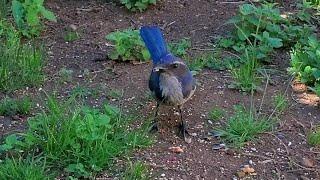 Cute Western Bluebird