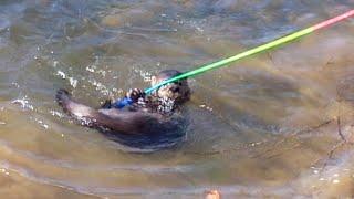 Playful African Clawless River Otter