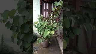 i love plants...
