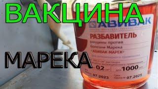 Как правильно делать прививку от Марека? Подробная инструкция.