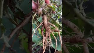 How we make dandelion root tea! #growyourownfood #foraging #wildfood