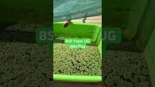 Growing Azolla Update - Kampala Uganda - BSF Farm UG  #farming #protein #fertiliser #kampala #uganda