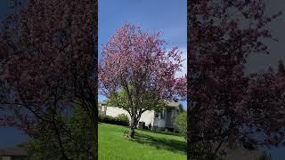 Blossom tree May 27th 2024 Part 5