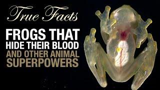 True Facts: Frogs That Hide Their Blood