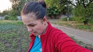 Потравила жуков и посадила помидоры