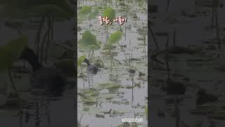 물닭, 나들이 #물닭 #왕송호수