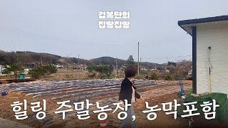 2차선 가까운 밭과 과실수 가득한 농막 매물 | 선원면 | 김복단의 집땅집땅 | 매물번호 16161 | 강화도부동산