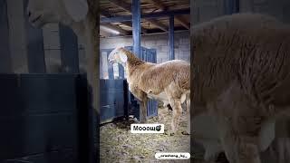 Туугандар !! Койдо береке бар ,Жакшы Кочкор коюп чон чон баккыла  #арашан_койлору