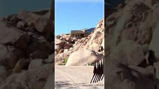 High Desert House #shorts