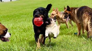 Summer Fun for this Family of Adopted Dogs and Cats and a Dingo Living on a Farm in Australia