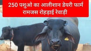 250 पशुओं का शानदार डेयरी फार्म, रामजस रोहड़ाई रेवाड़ी Rudra choudhary dairy farm buffalo for sale